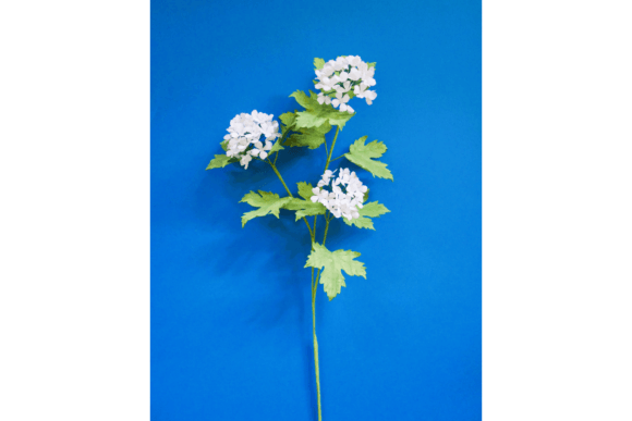 Download Oak Tree Hydrangea Branch - Premium Resources
